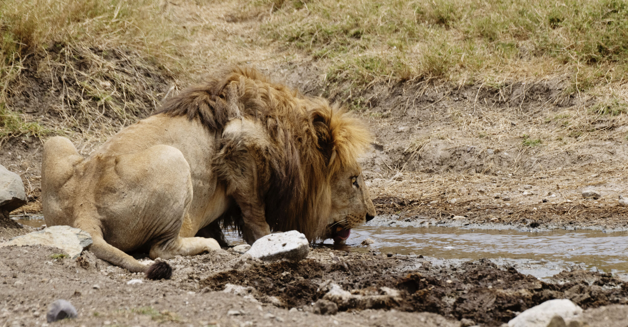 Wildlife Safari Africa