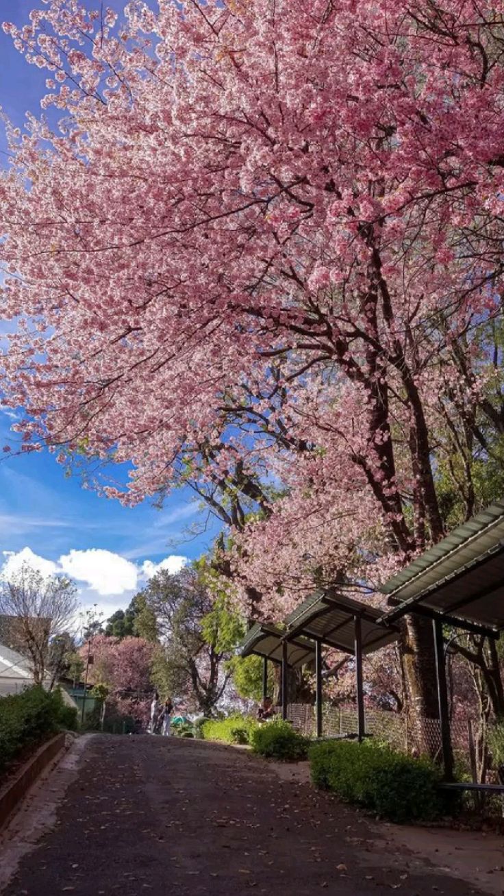 The North-East Diaries