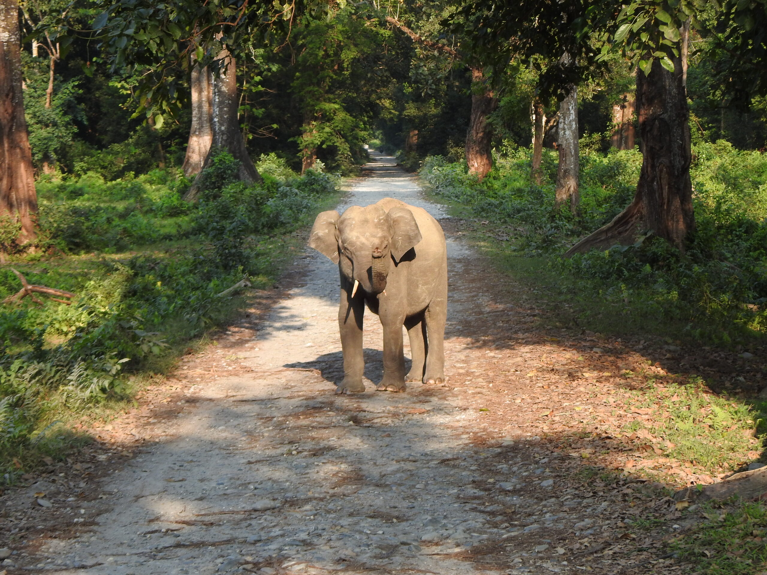 Manas National Park